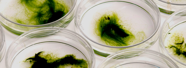 Advanced Biofuels: Future Perspectives from an Expert Elicitation Survey